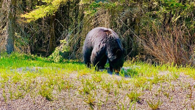 Evening Private Tour Best of Banff Wildlife