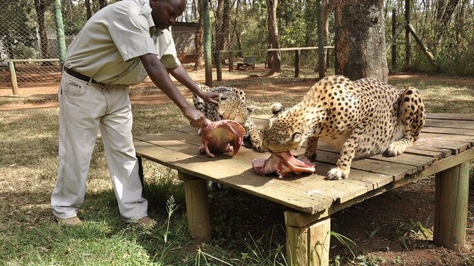 Animal Orphanage with Safari Walk and Bomas of Kenya Guided Tour