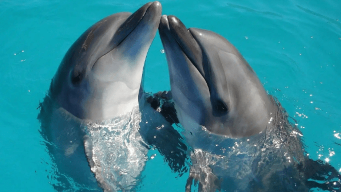 Dolphin Encounter in Sharm El Sheikh: Swim with the Dolphins