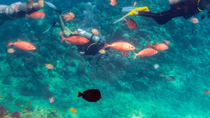 Discover Ras Muhammad and White Island: Boat Ride Adventure