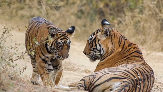 3-Day Delhi to Ranthambore Tiger Reserve Wildlife Safari