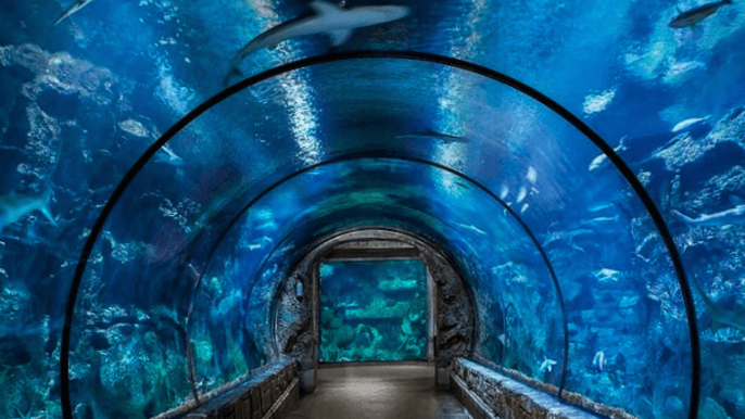 Grand Aquarium Exploration in Hughada