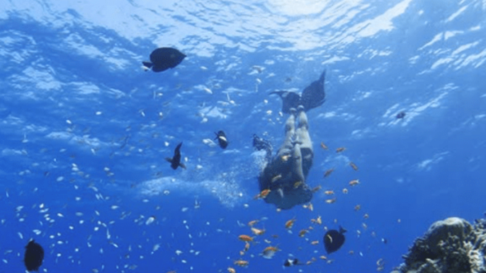 Red Sea Island Escape: Snorkeling & Beach Adventure
