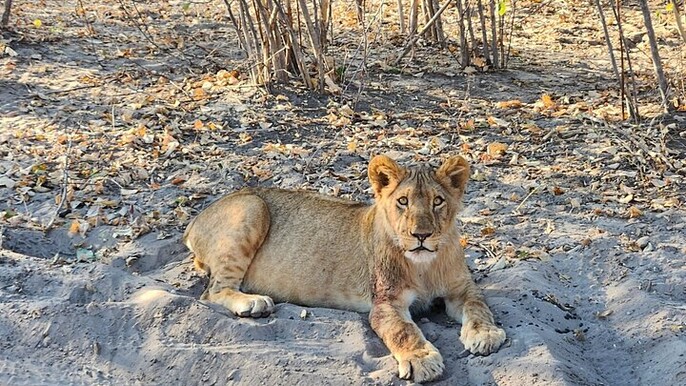 Beyond the Falls – Discover Victoria Falls’ Hidden Safari Gem