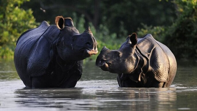 Guwahai, Kaziranga & Majuli Island Tour