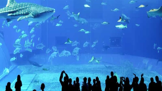 The National Aquarium – Dive into Marine Life at Al Qana