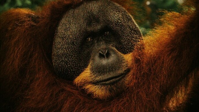From Medan 1 day Bukit Lawang Jungle Trekking to see Orangutan