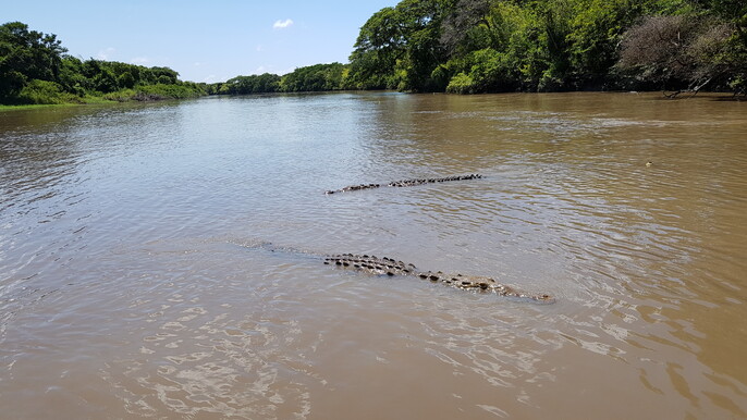 Tropical Jungle Safari & Guaitil Tour