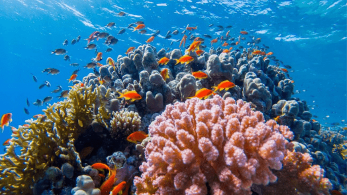 Hurghada Underwater Experience: Semi-Submarine Tour