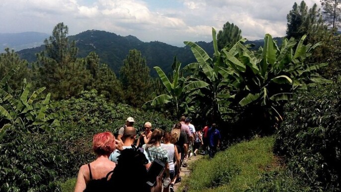 Blue Mountain Kingston tour and nature walk from Montego Bay Area