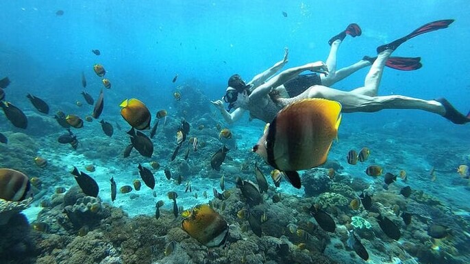 Samadai Reef - Dolphin House Snorkeling Tour at Marsa Alam