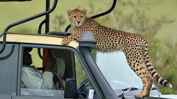 6 Days Small Group Safari To Masai Mara, Nakuru And Amboseli