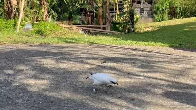 Bali Nature & Wildlife Experience Tour
