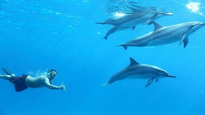 Red Sea Wonders Dolphin House Snorkeling Cruise & Lunch_ Hurghada