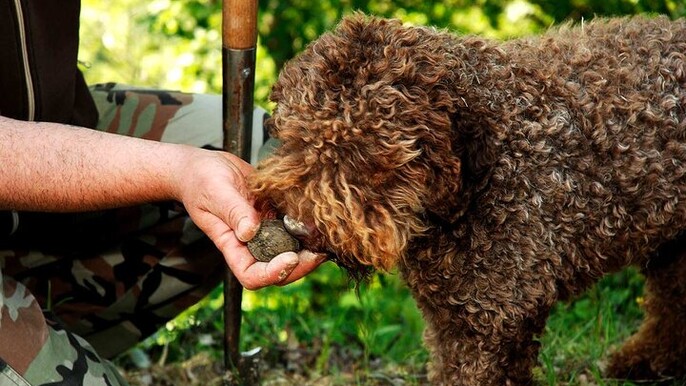 Truffle Experience at Frantoio Buonamici in Fiesole