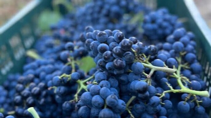 Discover Italian Wines at Tenuta La Viola with 6 Wine Tastings