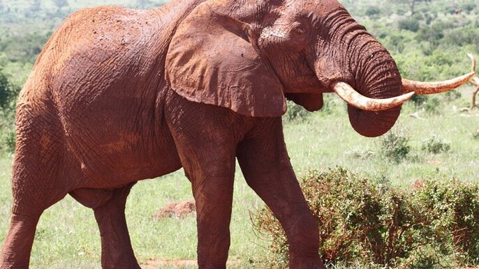 3 Day Tsavo West National Park Safari-Ngulia