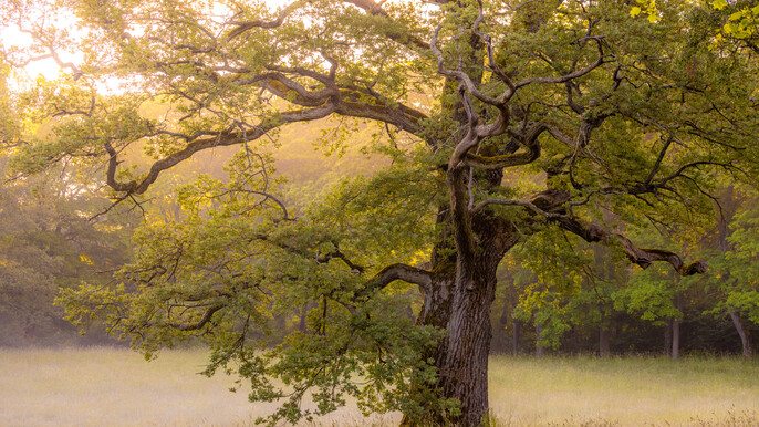 Private Nature Photography Walk