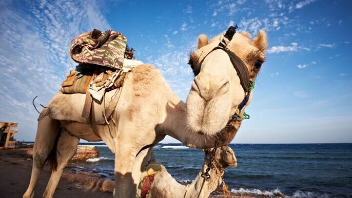 Jeep Adventure to Canyon Salama and Dahab from Sharm El-Sheikh