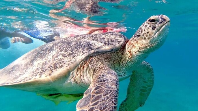 Abu Dabab Full-Day Private Experience with tickets from Hurghada