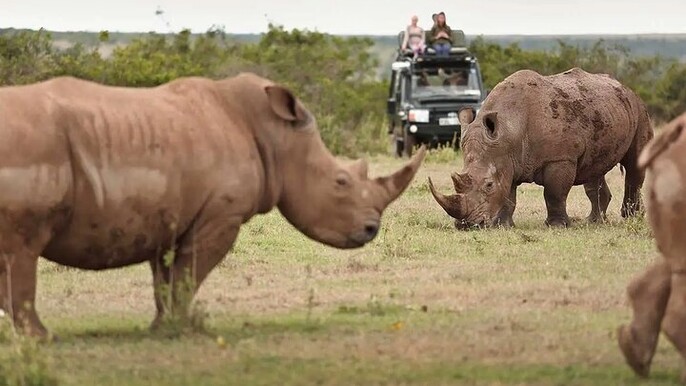 4WD Nairobi Kenya Private Safari Tour