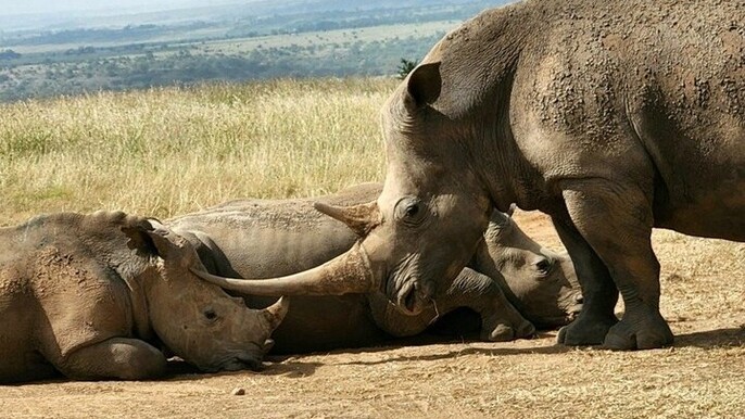 Nairobi National Park, Giraffe Center and National Museum Tour