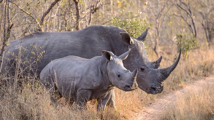2 Days Safari Adventure to Ol Pejeta Conservancy