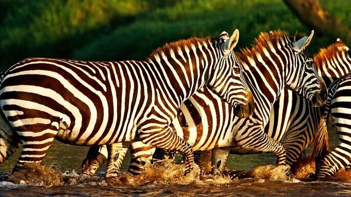 Lake Nakuru National Park With Optional Boat Ride Lake Naivasha