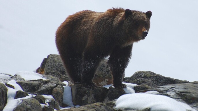 Visit Boo Grizzly Bear and Trace of Grizzly Bear