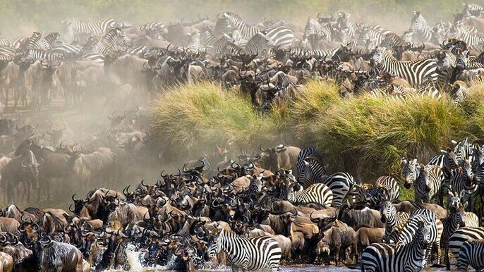 4 Days Masai Mara Wildebeest Migration Safari Land Cruiser Jeep