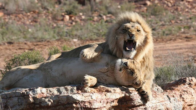 Aquila Safaris Park with Transportation and Lunch private tour