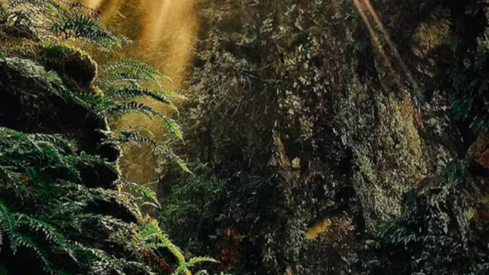 Forest Trails and Falls: Vancouver’s Secret Canyon Experience