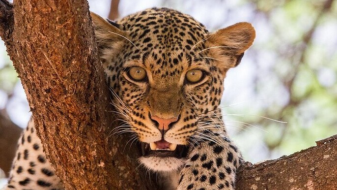 4 Days Wildlife Safari in Amboseli and Tsavo