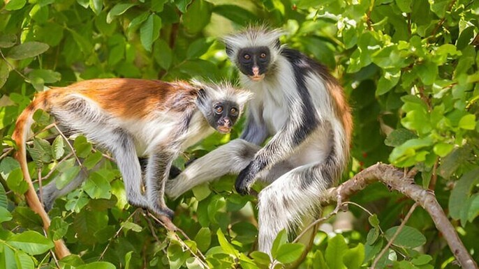 Josani Forest & Stone Town Tour Experience W/ Transfer - Zanzibar