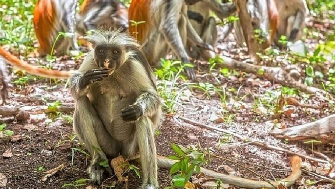 Adventure to Jozani Forest, Stone Town & Spice Market Zanzibar
