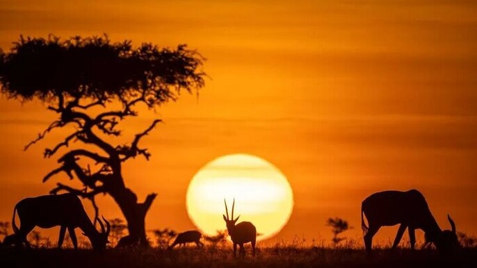 Nairobi National Park Sunset and Night Game Drive Tour