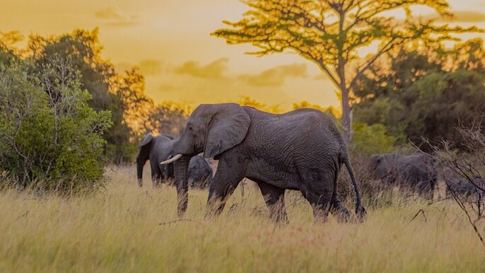 Tanzania Safari, Pangani Beach and Usambara Hiking Tour