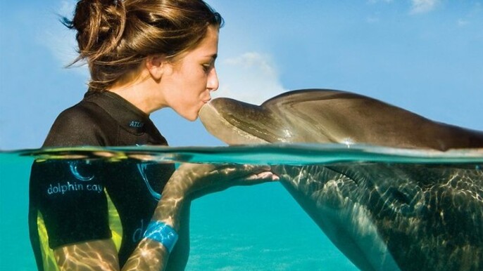 Book Dolphin Adventure and Dolphin Encounter Tickets Now