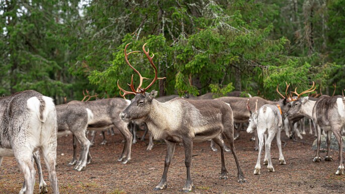 Local Reindeer farm visit with photographer (summer & autumn)