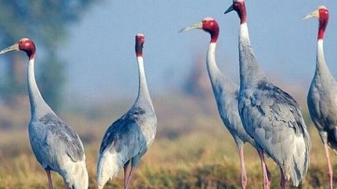A Day Tour of Bharatpur Bird Sanctuary from Agra