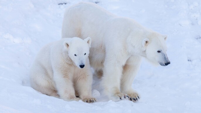 Ranua Wildlife Park - Private Photography Tour