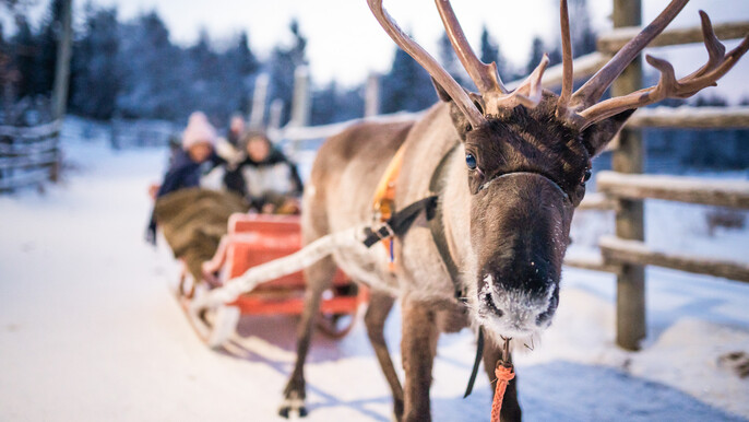 Local Reindeer farm visit with 2 km sleigh ride