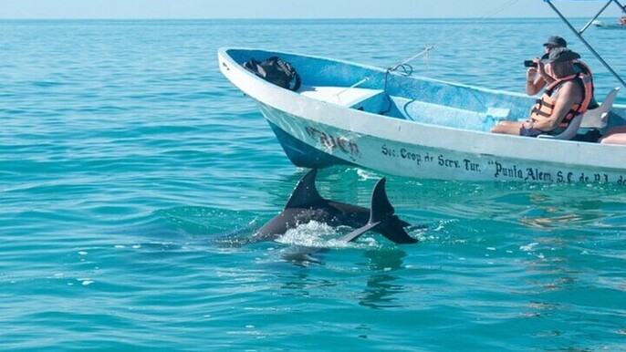 Dolphin Watching Half Day Sea Trip With Transfer - Zanzibar