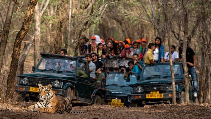 Half Day Tiger Viewing at Panna National Park