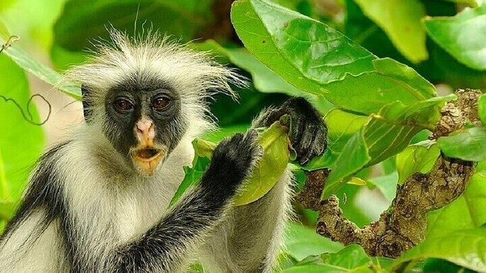 Jozani Forest Experience Half day Tour With Transfer - Zanzibar