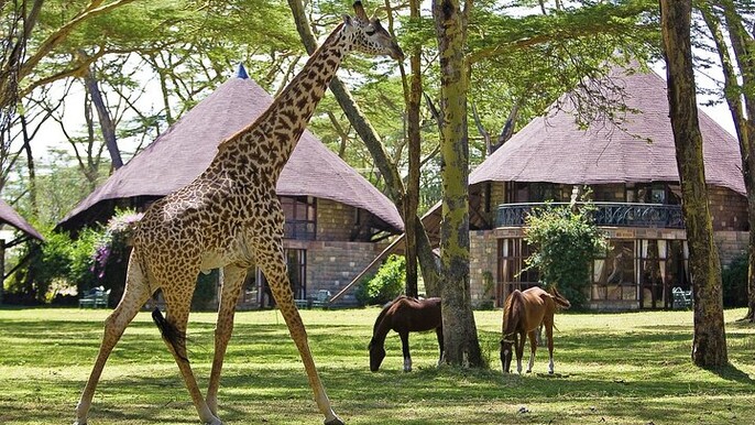 4 Day Masai Mara Lake Naivasha 4X4 Land Cruiser Safari
