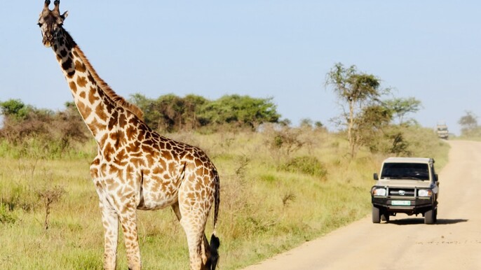 Serengeti's Great Migration Private Tour