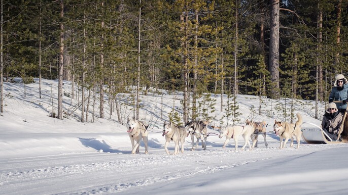 5KM HUSKY SLEIGH RIDE not self driven