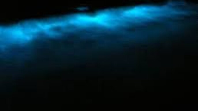 Bioluminescent Wonders: A Night of Light and Magic