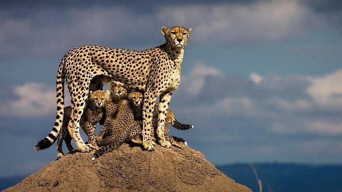 8 Day Wonders of Kenya and Tanzania Wildlife Luxury Safari
